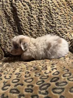 Jade, a male Miniature American Shepherd for sale in Camdenton, MO – 4 of 6