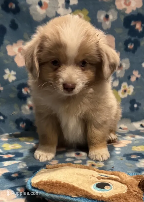Topaz – Miniature American Shepherd puppy for sale in Camdenton, MO