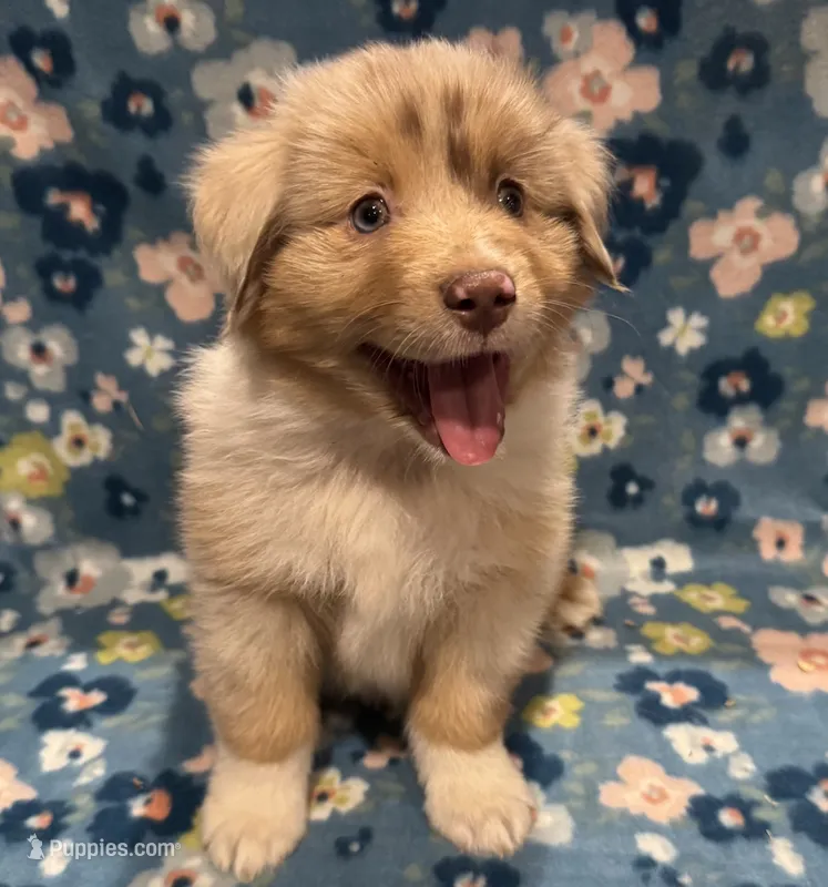 Jade – Miniature American Shepherd puppy for sale in Camdenton, MO