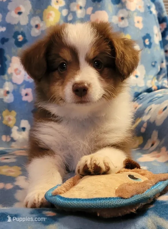 Ruby – Miniature American Shepherd puppy for sale in Camdenton, MO