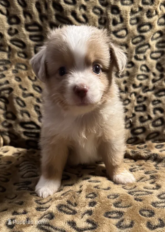 Topaz – Miniature American Shepherd puppy for sale in Camdenton, MO