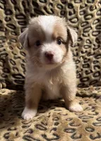 Topaz, a male Miniature American Shepherd for sale in Camdenton, MO – 1 of 5