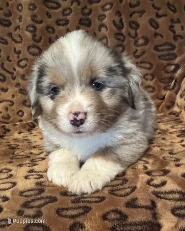 Jasper  – Miniature American Shepherd puppy for sale in Camdenton, MO