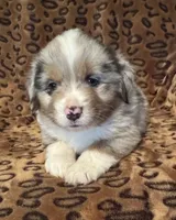 Jasper , a male Miniature American Shepherd for sale in Camdenton, MO – 1 of 5