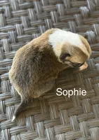 Sophie, a female Pembroke Welsh Corgi and Poodle - Miniature  for sale in Brownfield, TX – 4 of 6