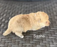 Sasha, a female Pembroke Welsh Corgi and Poodle - Miniature  for sale in Brownfield, TX – 2 of 6