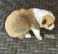 Stella, a female Pembroke Welsh Corgi and Poodle - Miniature  for sale in Brownfield, TX – 4 of 7