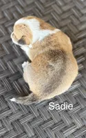 Sadie, a female Pembroke Welsh Corgi and Poodle - Miniature  for sale in Brownfield, TX – 2 of 5