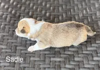 Sadie, a female Pembroke Welsh Corgi and Poodle - Miniature  for sale in Brownfield, TX – 3 of 5