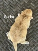 Sasha, a female Pembroke Welsh Corgi and Poodle - Miniature  for sale in Brownfield, TX – 3 of 6