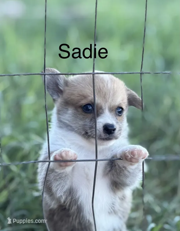 Sadie – Pembroke Welsh Corgi, Poodle - Miniature  puppy for sale in Brownfield, TX