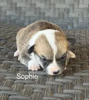 Sophie, a female Pembroke Welsh Corgi and Poodle - Miniature  for sale in Brownfield, TX – 1 of 6