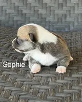Sophie, a female Pembroke Welsh Corgi and Poodle - Miniature  for sale in Brownfield, TX – 3 of 6