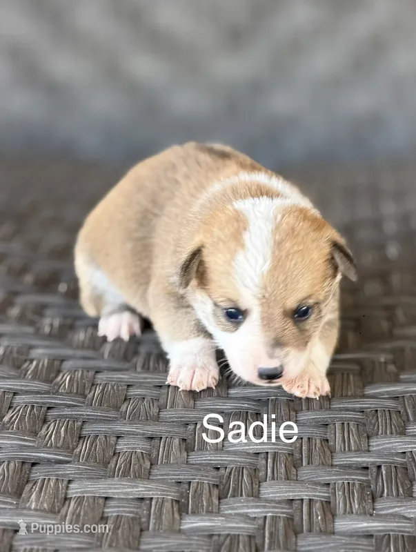 Sadie – Pembroke Welsh Corgi, Poodle - Miniature  puppy for sale in Brownfield, TX