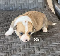 Stella, a female Pembroke Welsh Corgi and Poodle - Miniature  for sale in Brownfield, TX – 5 of 7