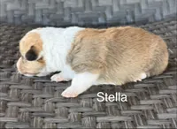 Stella, a female Pembroke Welsh Corgi and Poodle - Miniature  for sale in Brownfield, TX – 3 of 7