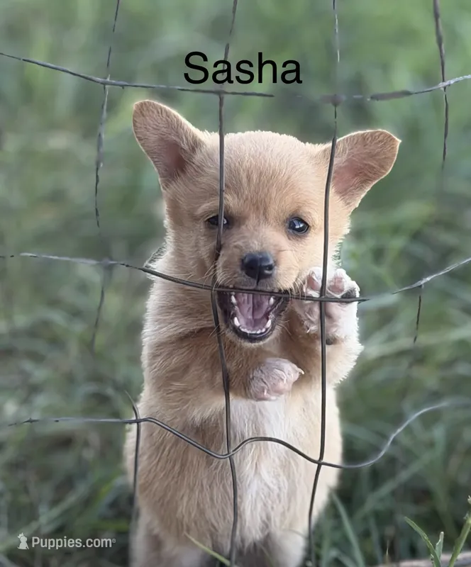 Sasha – Pembroke Welsh Corgi, Poodle - Miniature  puppy for sale in Brownfield, TX