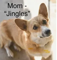 Stella, a female Pembroke Welsh Corgi and Poodle - Miniature  for sale in Brownfield, TX – 6 of 7