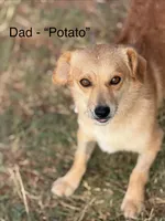 Sasha, a female Pembroke Welsh Corgi and Poodle - Miniature  for sale in Brownfield, TX – 6 of 6