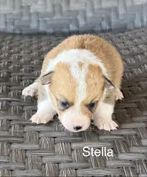 Stella, a female Pembroke Welsh Corgi and Poodle - Miniature  for sale in Brownfield, TX – 1 of 7
