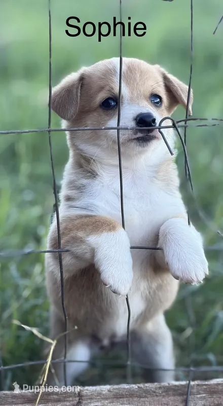 Sophie – Pembroke Welsh Corgi, Poodle - Miniature  puppy for sale in Brownfield, TX
