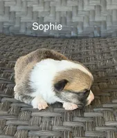 Sophie, a female Pembroke Welsh Corgi and Poodle - Miniature  for sale in Brownfield, TX – 2 of 6