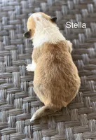 Stella, a female Pembroke Welsh Corgi and Poodle - Miniature  for sale in Brownfield, TX – 2 of 7