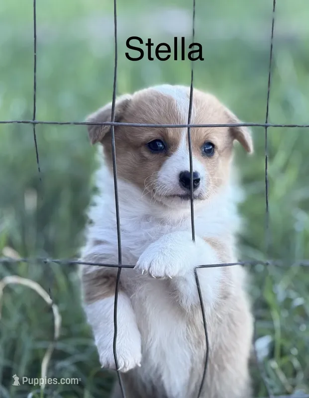 Stella – Pembroke Welsh Corgi, Poodle - Miniature  puppy for sale in Brownfield, TX