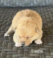Sasha, a female Pembroke Welsh Corgi and Poodle - Miniature  for sale in Brownfield, TX – 1 of 6