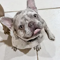 Wednesday, a female French Bulldog for sale in Fort Pierce, FL – Photo 3 of 3