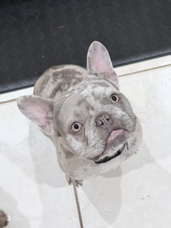 Wednesday – French Bulldog puppy for sale in Fort Pierce, FL