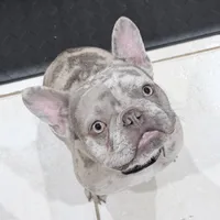 Wednesday, a female French Bulldog for sale in Fort Pierce, FL – Photo 1 of 3