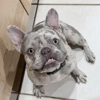 Wednesday, a female French Bulldog for sale in Fort Pierce, FL – Photo 2 of 3