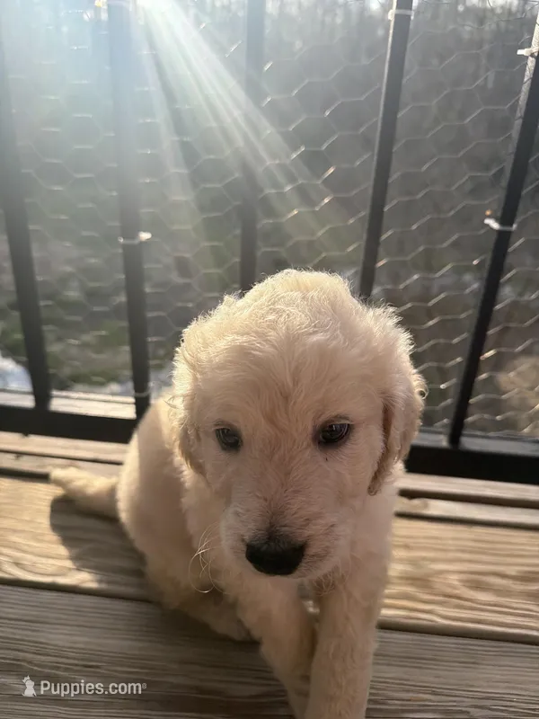 Star  – Goldendoodle puppy for sale in Ladson, SC