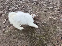 Daisey Mae, a female Maltese and Yorkshire Terrier for sale in Harrison, AR – Photo 8 of 8