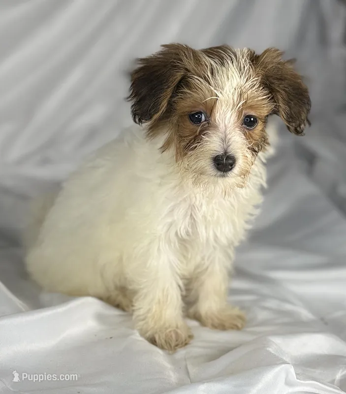 Daisey Mae – Maltese, Yorkshire Terrier puppy for sale in Harrison, AR