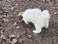 Daisey Mae, a female Maltese and Yorkshire Terrier for sale in Harrison, AR – Photo 6 of 8