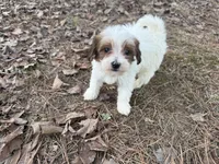 Daisey Mae, a female Maltese and Yorkshire Terrier for sale in Harrison, AR – Photo 1 of 8