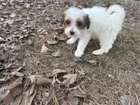 Daisey Mae, a female Maltese and Yorkshire Terrier for sale in Harrison, AR – Photo 4 of 8