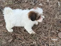 Daisey Mae, a female Maltese and Yorkshire Terrier for sale in Harrison, AR – Photo 3 of 8