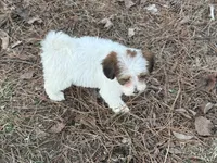 Daisey Mae, a female Maltese and Yorkshire Terrier for sale in Harrison, AR – Photo 5 of 8