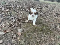 Daisey Mae, a female Maltese and Yorkshire Terrier for sale in Harrison, AR – Photo 7 of 8