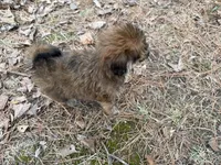 Cocoa, a female Maltese and Yorkshire Terrier for sale in Harrison, AR – Photo 6 of 8