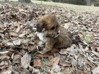 Cocoa, a female Maltese and Yorkshire Terrier for sale in Harrison, AR – Photo 3 of 8