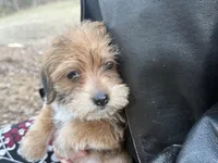 Sassy, a female Maltese and Yorkshire Terrier for sale in Harrison, AR – Photo 7 of 10