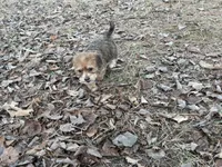 Sassy, a female Maltese and Yorkshire Terrier for sale in Harrison, AR – Photo 9 of 10