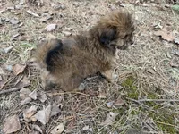Cocoa, a female Maltese and Yorkshire Terrier for sale in Harrison, AR – Photo 8 of 8