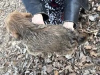 Sassy, a female Maltese and Yorkshire Terrier for sale in Harrison, AR – Photo 8 of 10