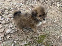 Cocoa, a female Maltese and Yorkshire Terrier for sale in Harrison, AR – Photo 7 of 8