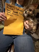 Cocoa, a female Maltese and Yorkshire Terrier for sale in Harrison, AR – Photo 2 of 8